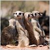 La Famille Suricate