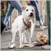 Palace pour chiens