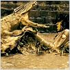 Ong-Bak 2, la naissance du dragon