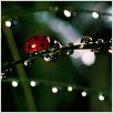 Microcosmos, le peuple de l'herbe : photo
