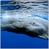 Voyage sous les mers 3D