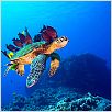 Voyage sous les mers 3D