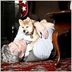 Hatchi : photo Lasse Hallström, Richard Gere