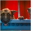 Comme chiens et chats - La Revanche de Kitty Galore