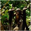 Bonobos | FRENCH | DVDRiP Bonobos | FRENCH | DVDRiP