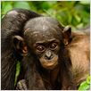 Bonobos | FRENCH | DVDRiP Bonobos | FRENCH | DVDRiP