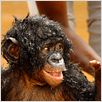 Bonobos | FRENCH | DVDRiP Bonobos | FRENCH | DVDRiP