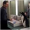 M. Popper et ses pingouins : photo Jim Carrey, Mark Waters
