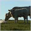 Bovines : photo