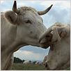 Bovines : photo