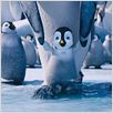 Happy Feet 2 : photo George Miller