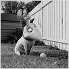 Frankenweenie : photo Tim Burton