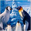 Happy Feet 2 : photo George Miller