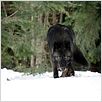 Le Territoire des Loups : photo Joe Carnahan