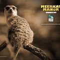 Photo : Le Clan des Suricates
