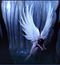 dambe