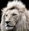 King-Simba