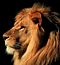 lionmimine