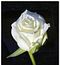 Amandine la Charentaise