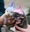 chocolate_loutre