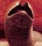 ShaiHulud1