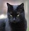 Salem36