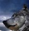 Nath Wolfy