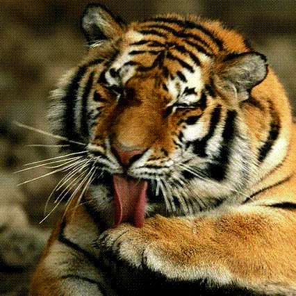 CityTiger