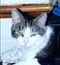 chatpapillon
