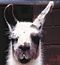 LlamaLlamaDuck