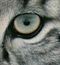 Obike_Fixx