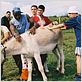 Camping à la ferme : photo Aghmane Ibersiene, Hassan Ouled-Bouarif, Jean-Pierre Sinapi, Rafik Ben Mebarek, Yves Michel