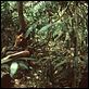 Tropical Malady : photo Apichatpong Weerasethakul