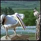 Zig-Zag [DVDRiP]