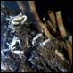 Aliens of the Deep : photo James Cameron, Steven Quale
