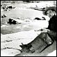 Ciel rouge : photo Robert Mitchum, Robert Wise