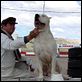 Bombon el perro : photo Carlos Sorín