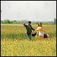 Veer-Zaara : photo Shah Rukh Khan, Yash Chopra