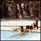 La Piscine : photo Alain Delon, Jacques Deray, Romy Schneider