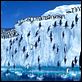 Happy Feet : photo George Miller