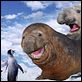 Happy Feet : photo George Miller