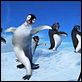 Happy Feet : photo George Miller