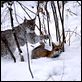 [Multi] Le Renard et l'enfant [720p]