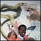 Manimal