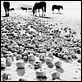 L'Enfance d'Ivan : photo Andrei Tarkovski