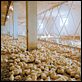 We Feed the World - le marché de la faim : photo Erwin Wagenhofer