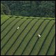 La Forêt de Mogari : photo Machiko Ono, Naomi Kawase, Shigeki Uda