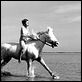 Crin Blanc : photo Albert Lamorisse