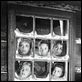 Les Sept femmes de Barberousse : photo Stanley Donen