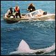 Les Dents de la Mer : photo Steven Spielberg